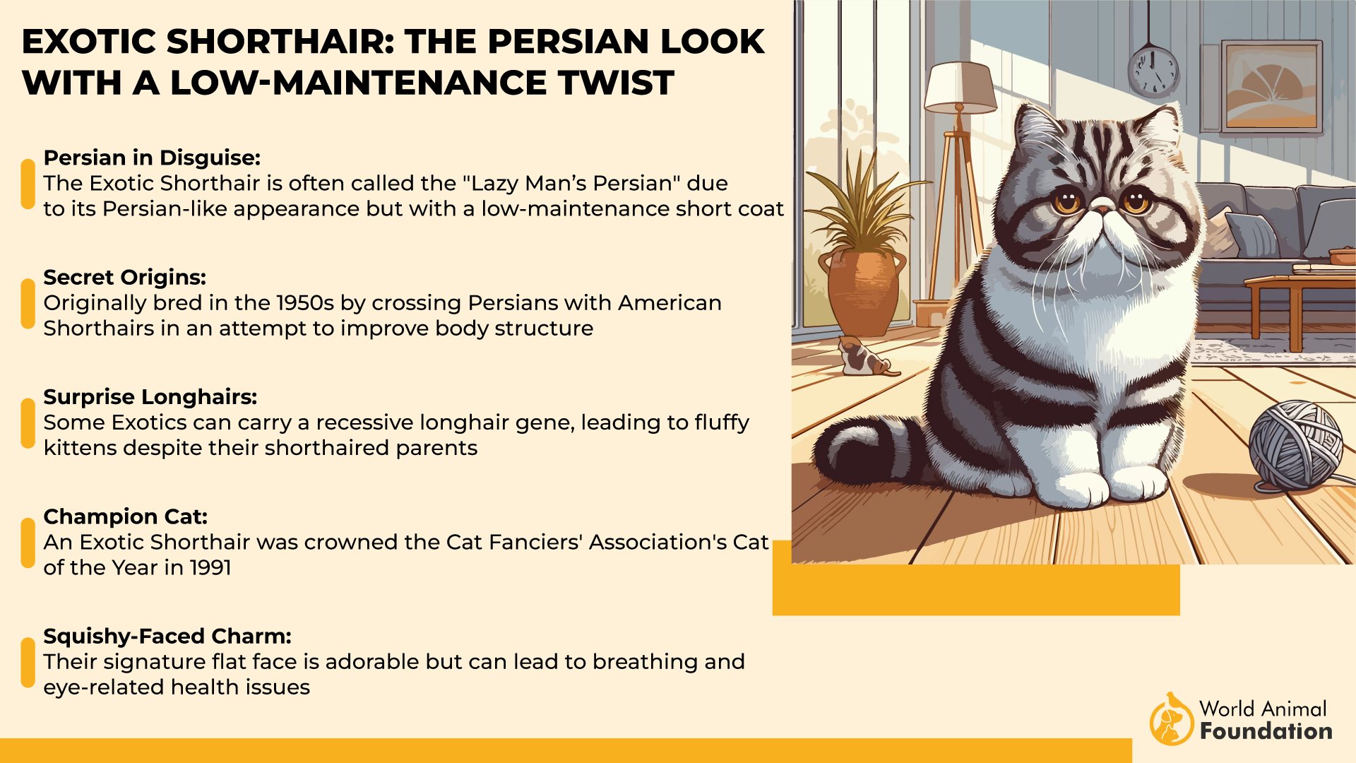 Exotic Shorthair The Persian Look with a Low-Maintenance Twist-01