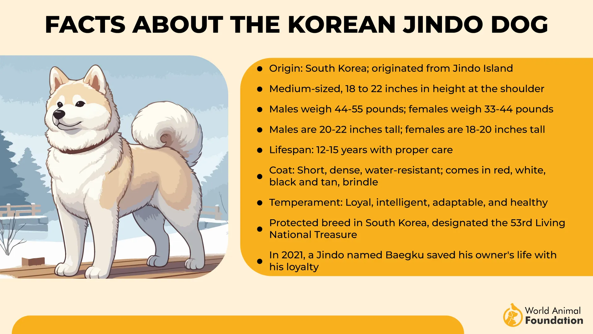Facts About the Korean Jindo Dog-01