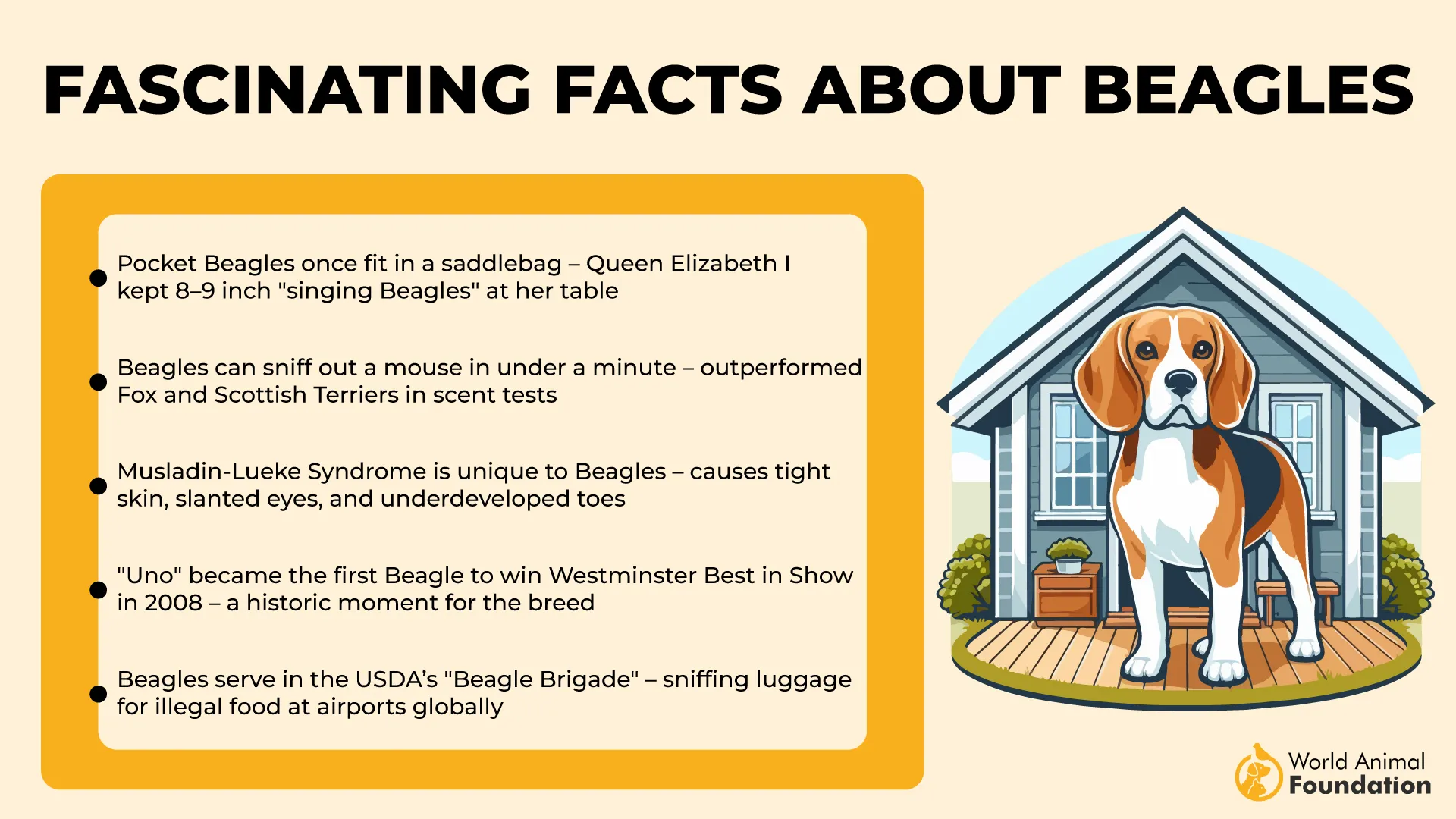 Fascinating Facts About Beagles History, Abilities, and Achievements-01