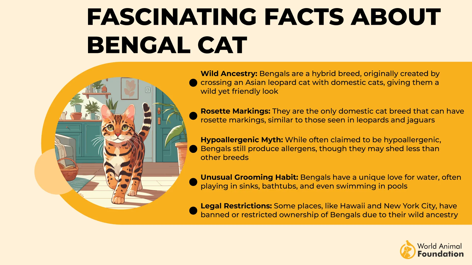 Fascinating Facts About Bengal Cats-01