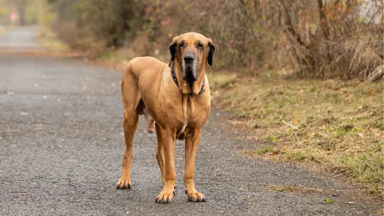 Fila Brasileiro