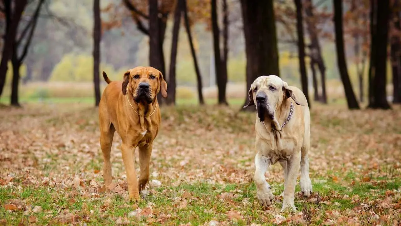 Fila Brasileiro