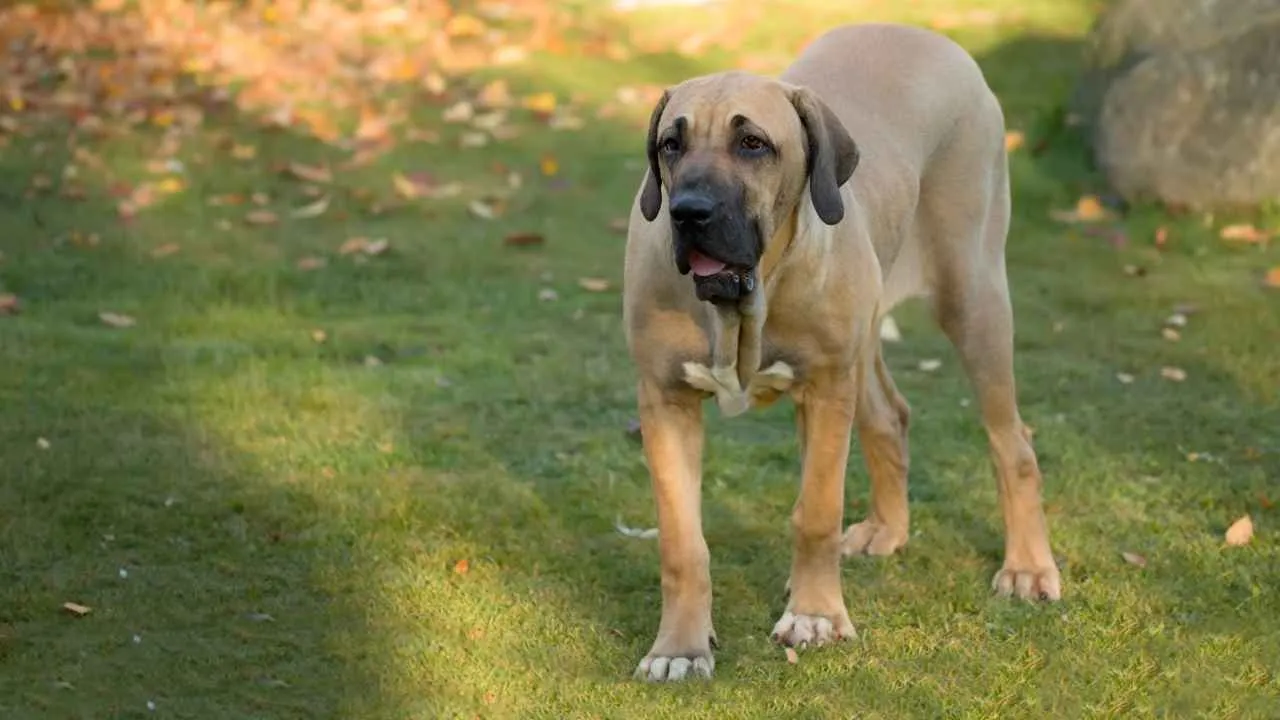 Fila Brasileiro