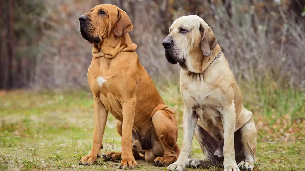Fila Brasileiro