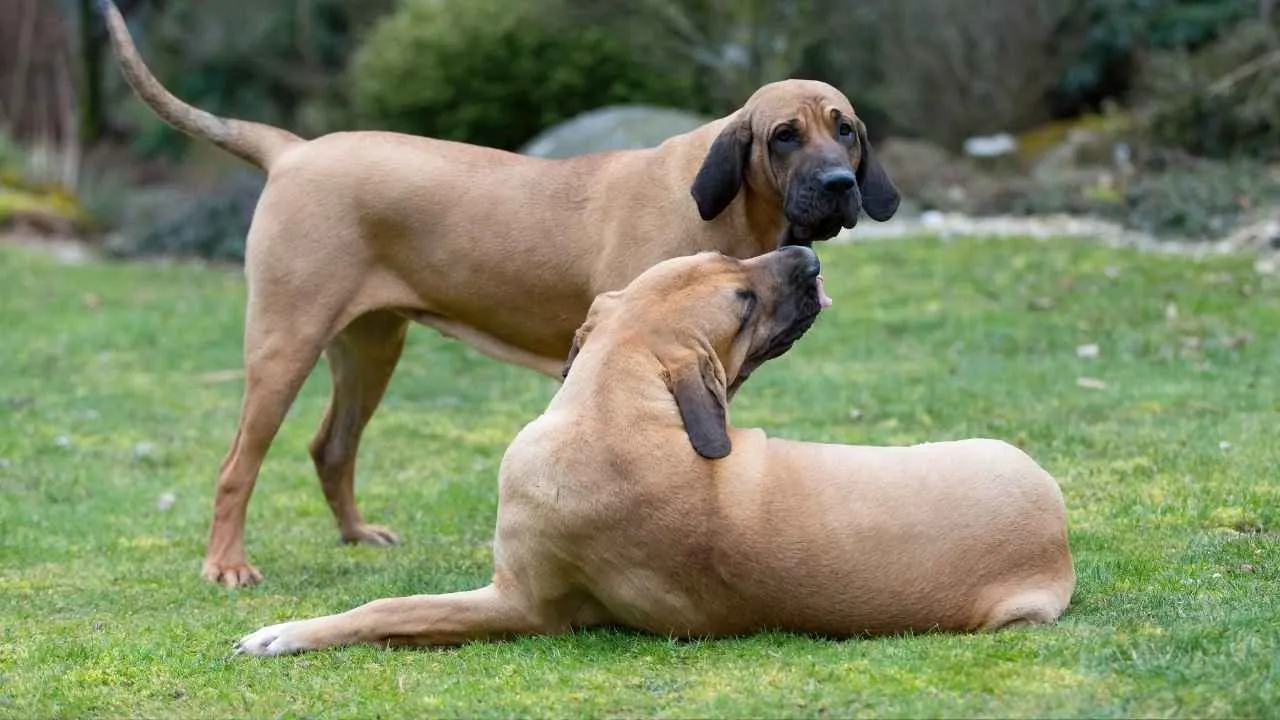 Fila Brasileiro