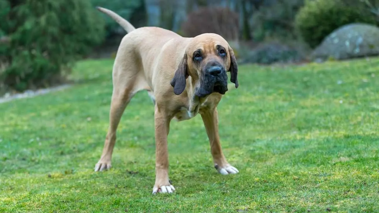 Fila Brasileiro