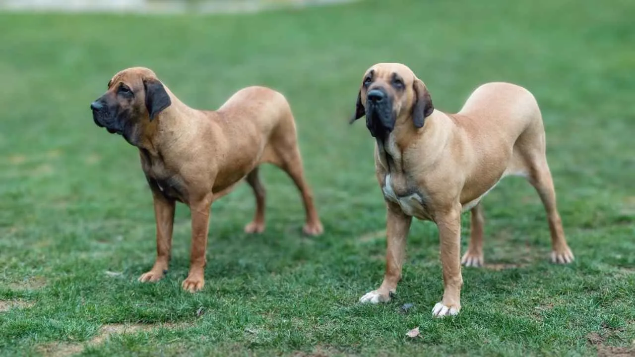 Fila Brasileiro