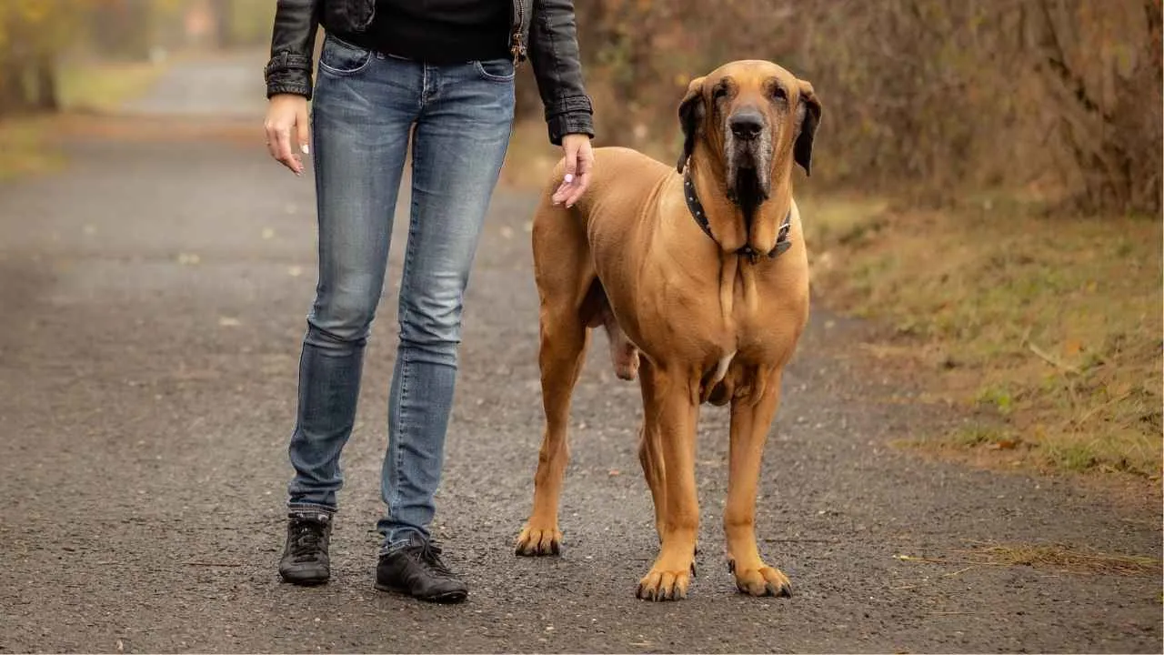 Fila Brasileiro