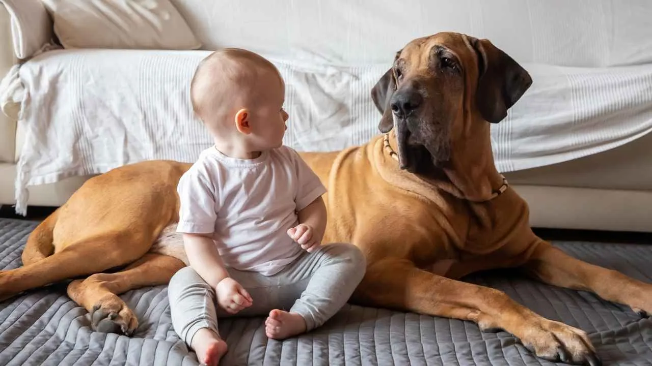 Fila Brasileiro