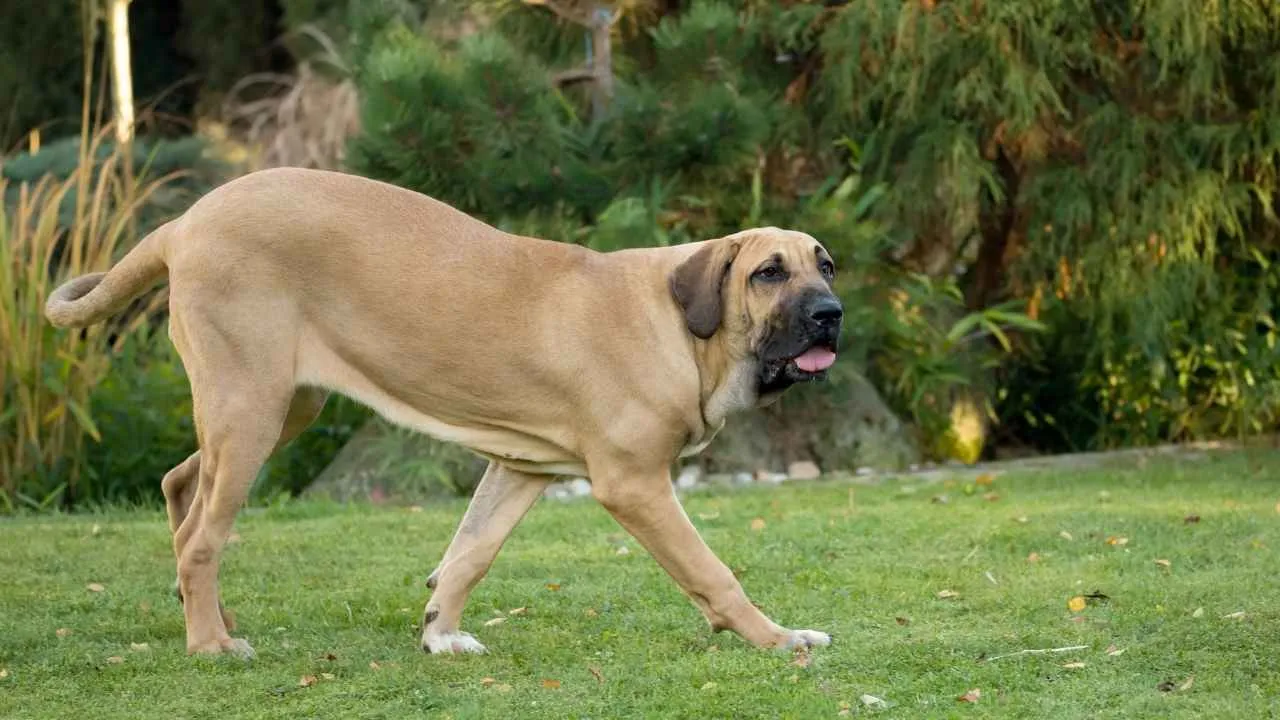 Fila Brasileiro