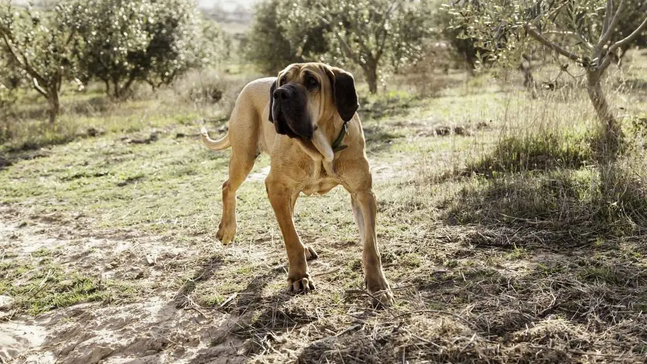 Fila Brasileiro