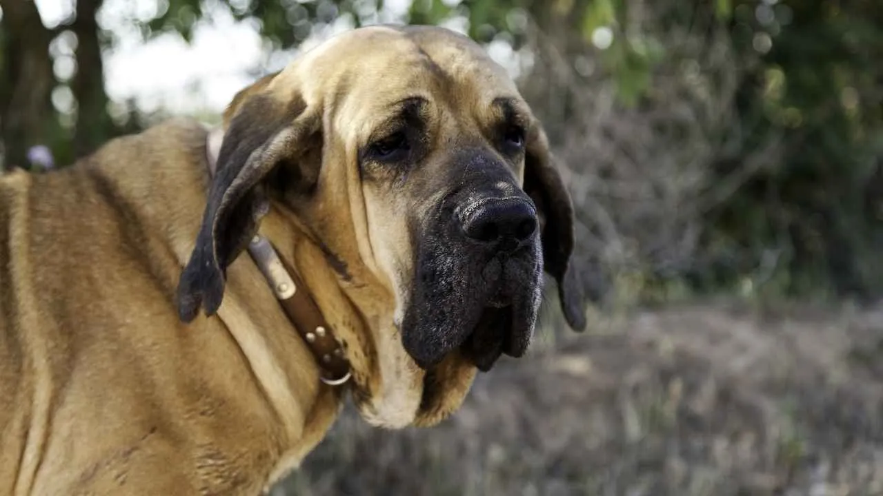 Fila Brasileiro