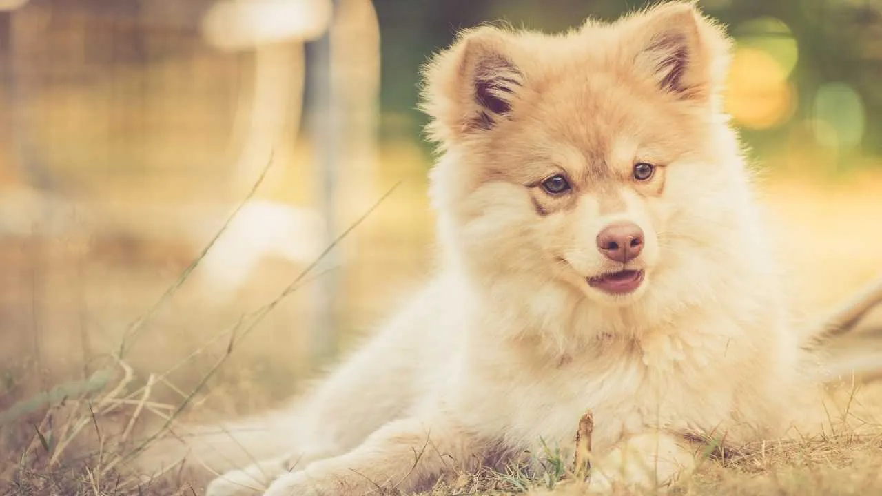 Finnish Lapphund