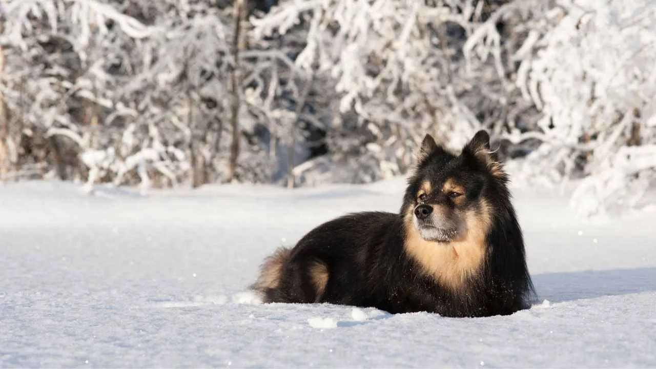 Finnish Lapphund