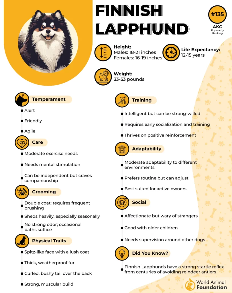 finnish lapphund