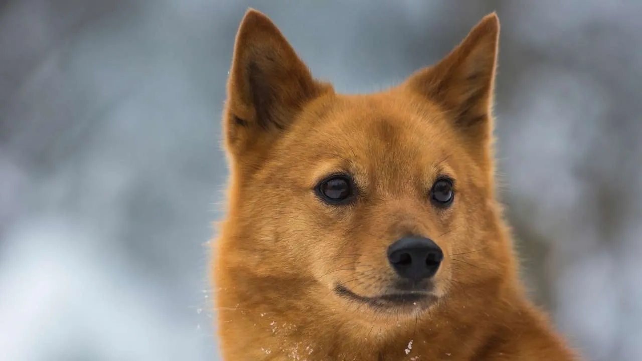 Finnish Spitz