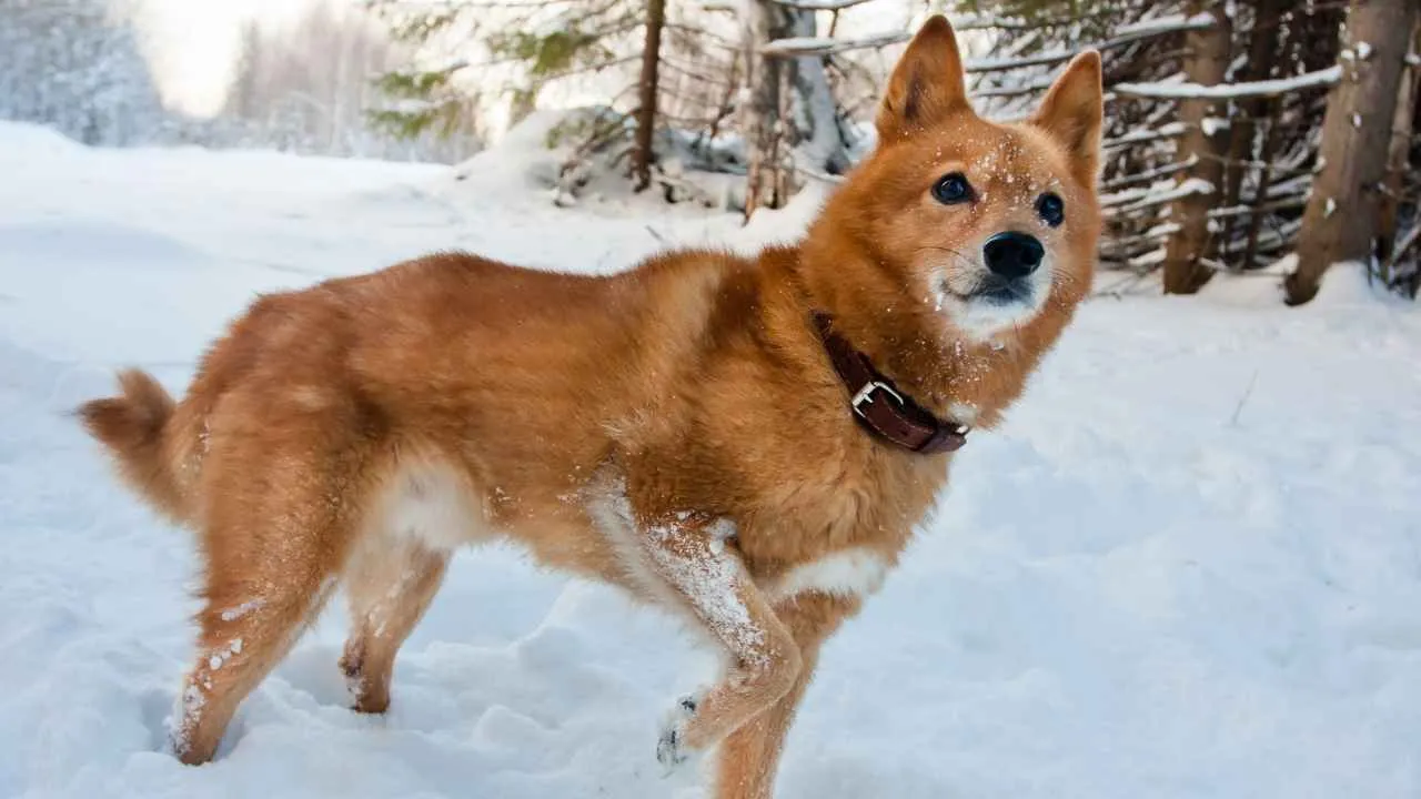 Finnish Spitz