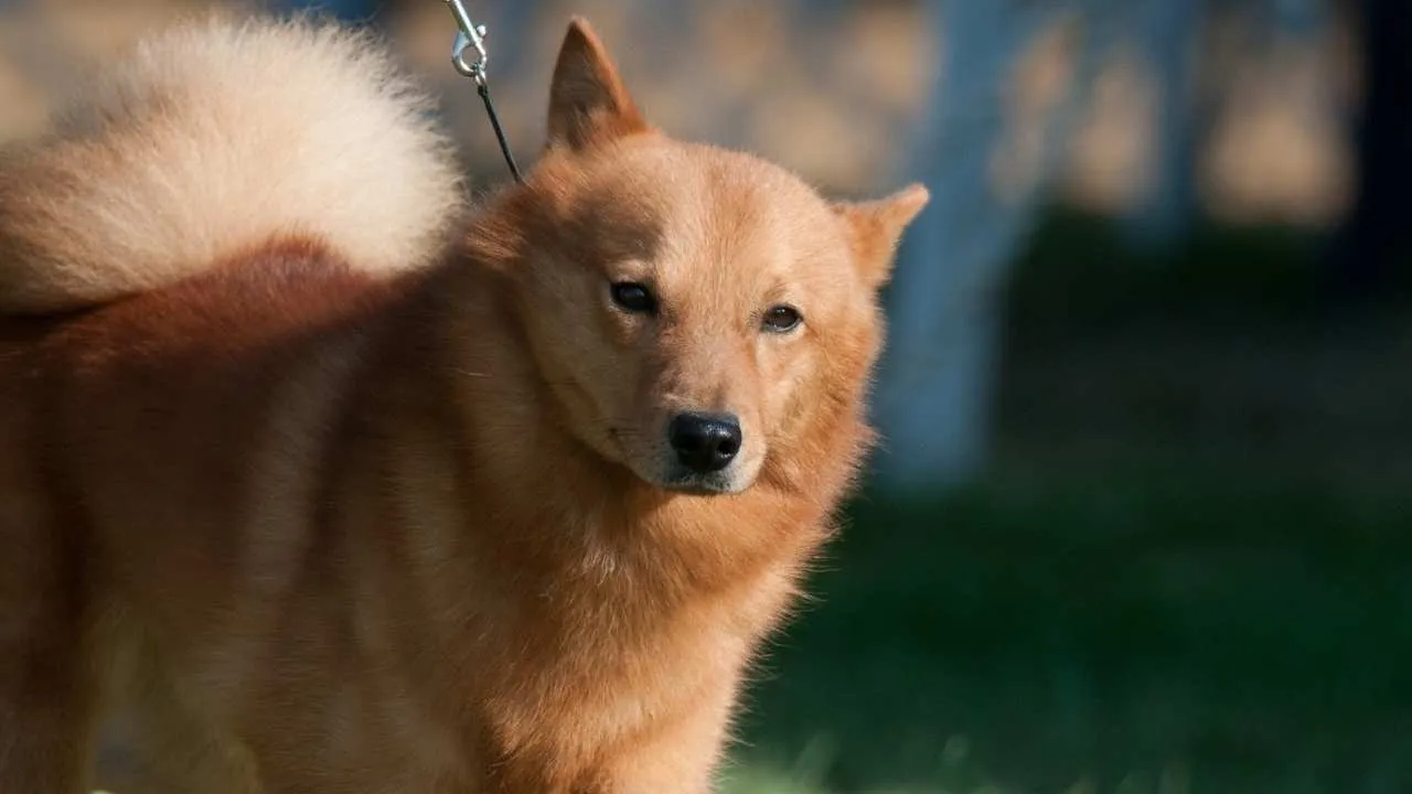 Finnish Spitz