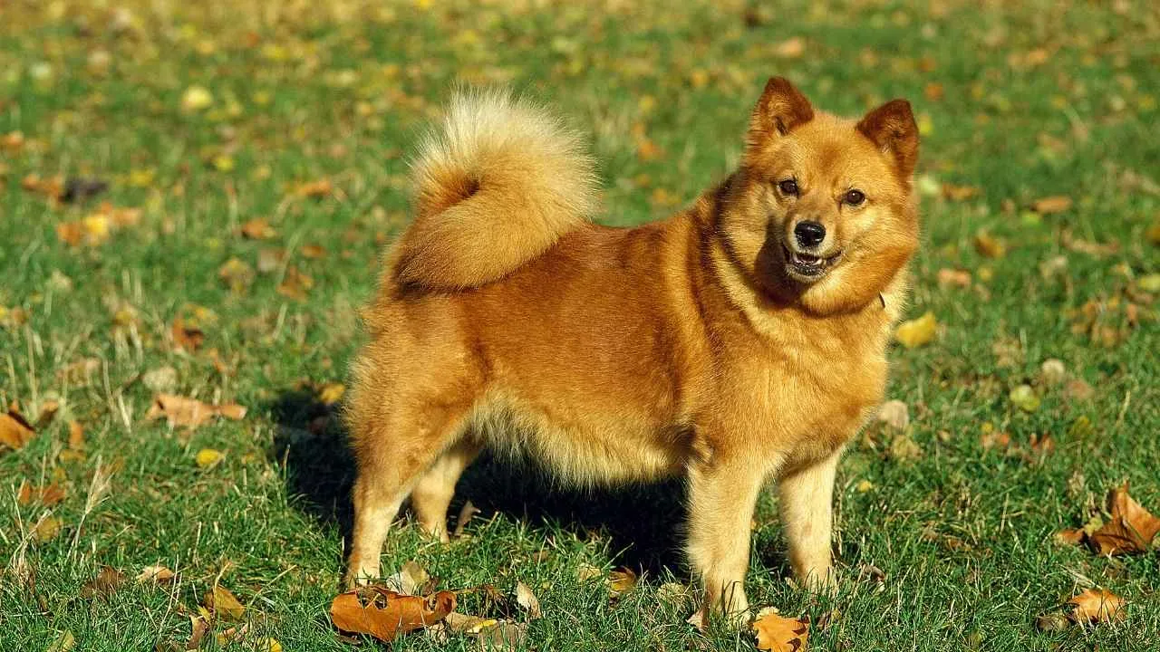 Finnish Spitz