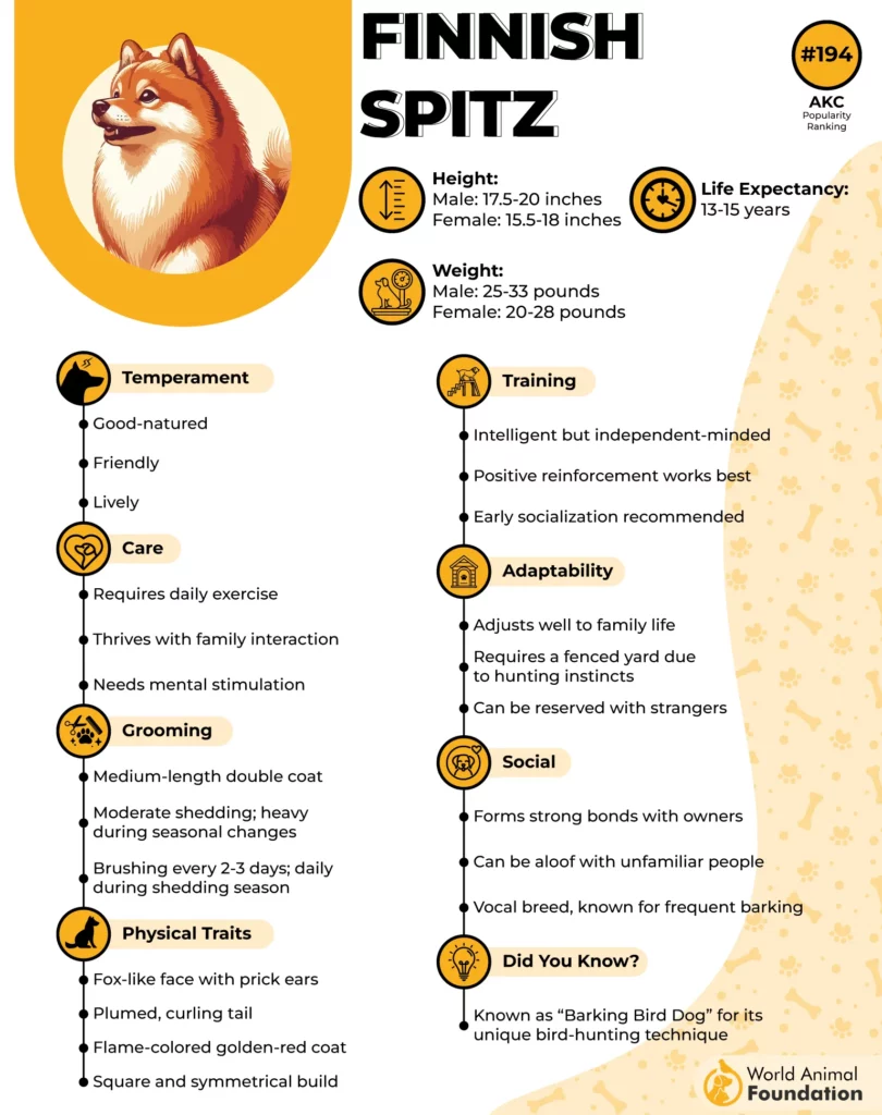 Finnish Spitz