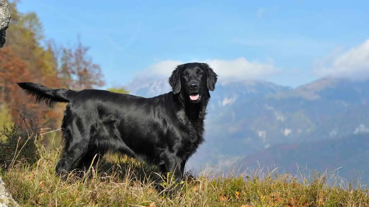 Flat-Coated Retriever