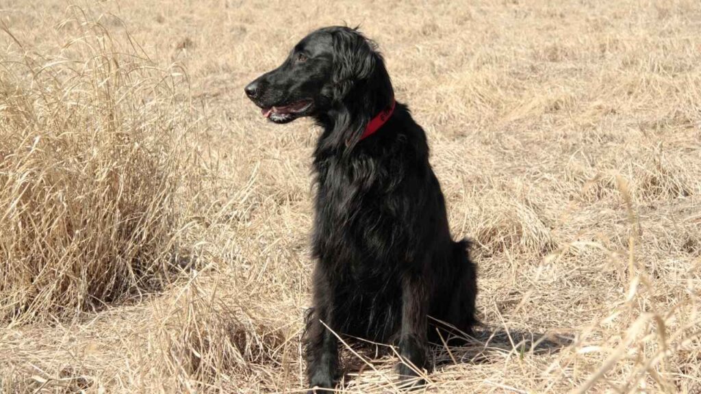 FLAT COATED RETRIEVER