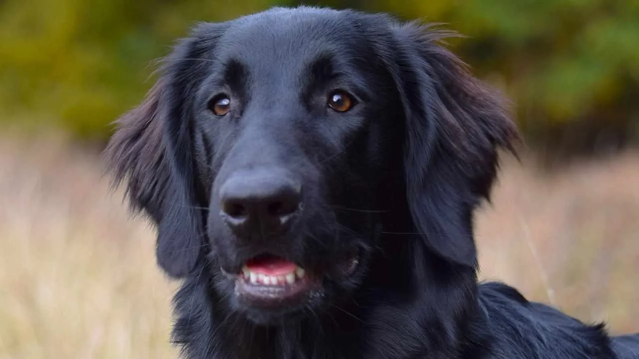 Flat-Coated Retriever