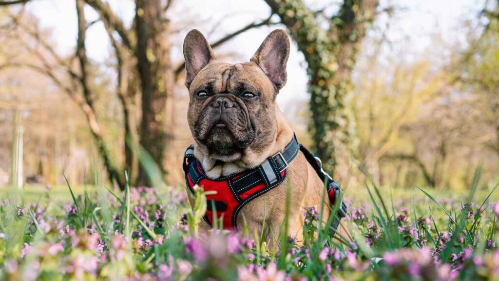 french bulldog