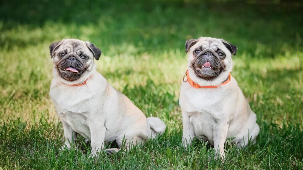 7 Minimal Coat Dog Breeds Ideal for Easy Maintenance