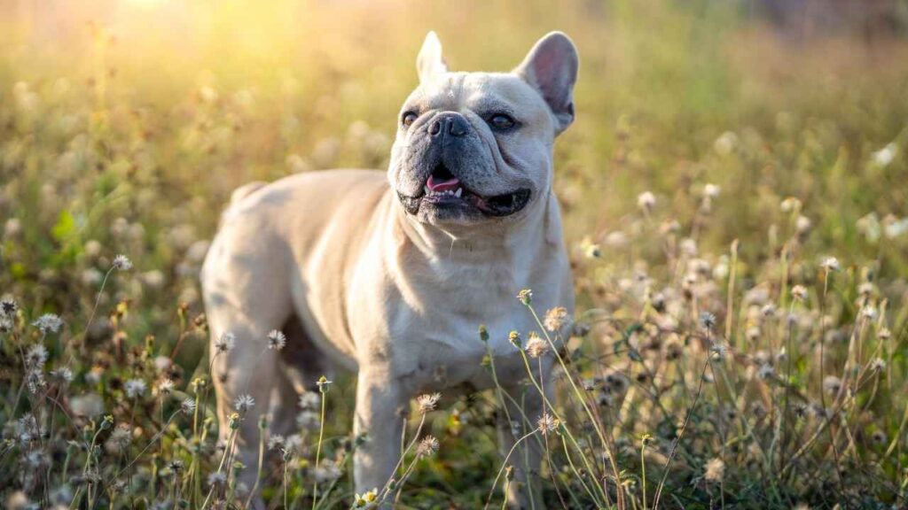 rench Bulldog