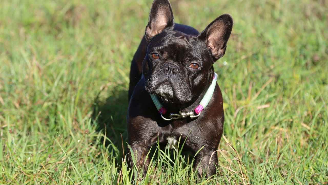 French Bulldog