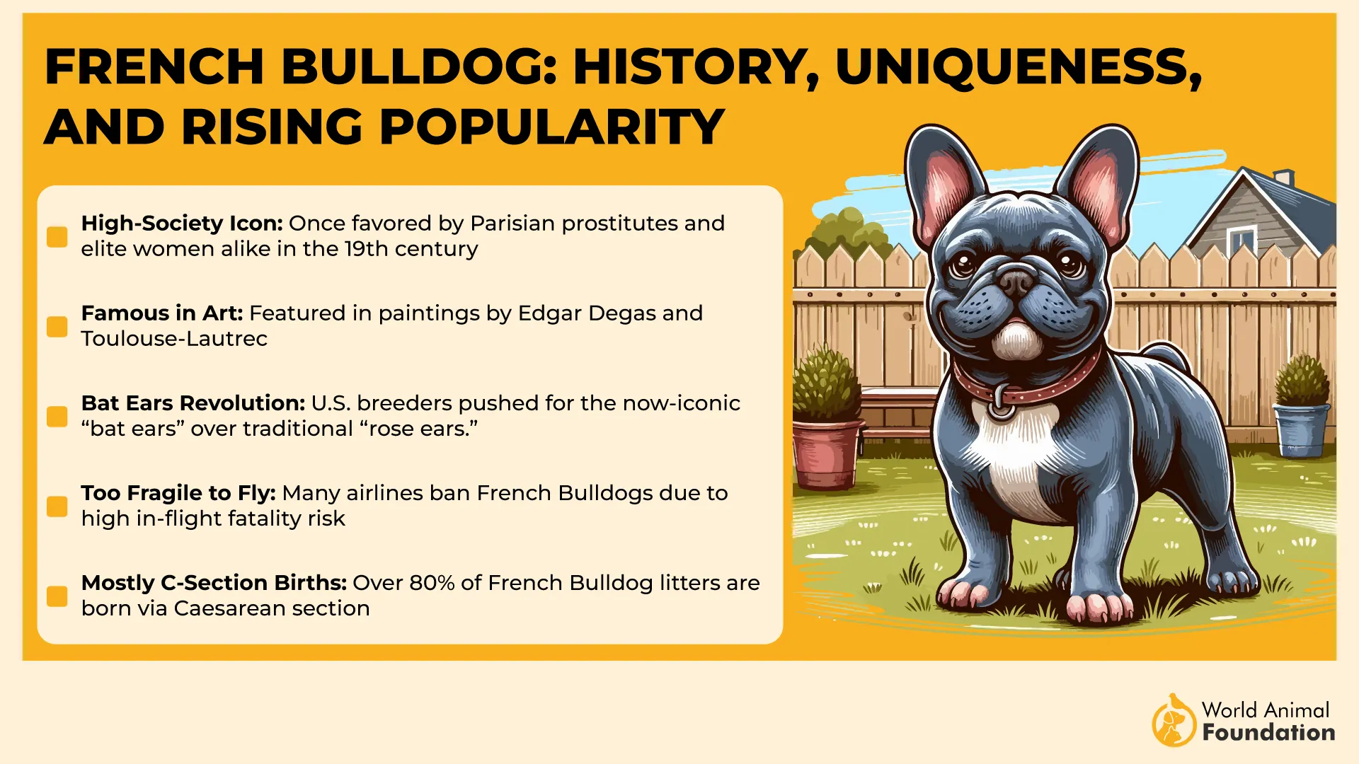 French Bulldogs History, Uniqueness, and Rising Popularity-01