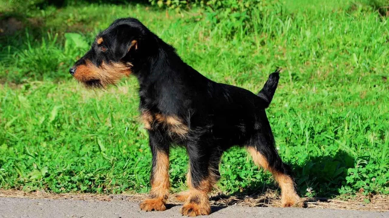 German Hunting Terrier