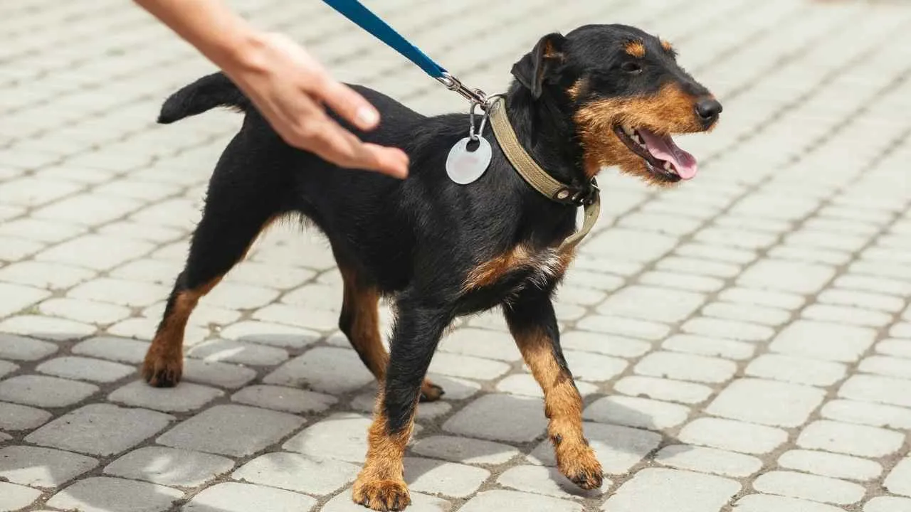 Jadgeterrier