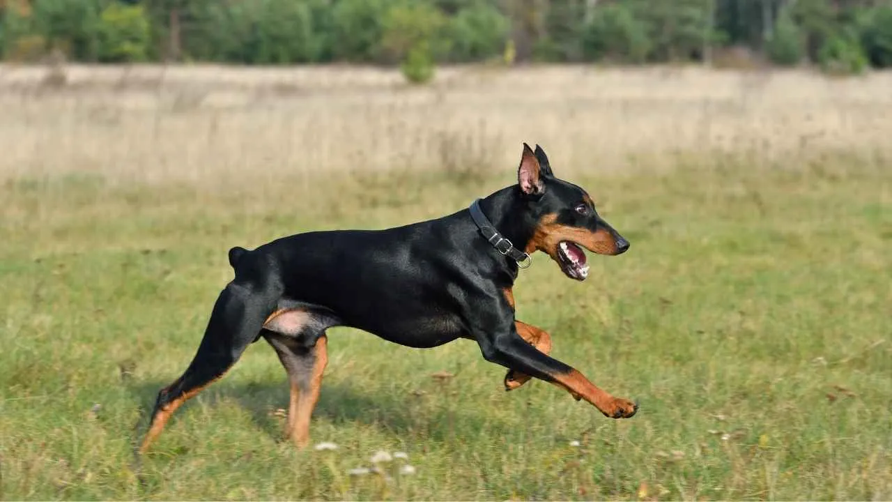 German Pinscher