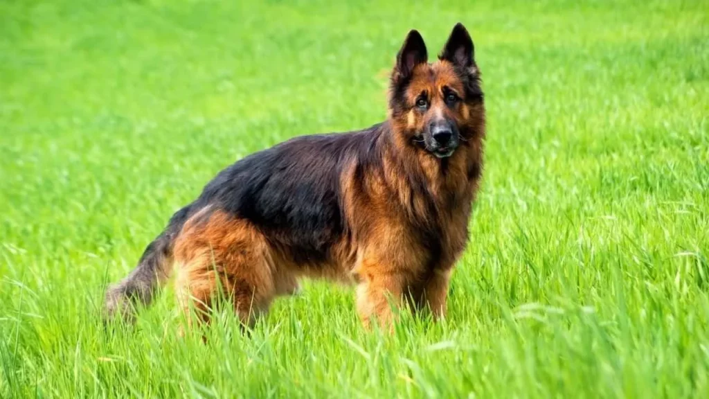 german shepherd