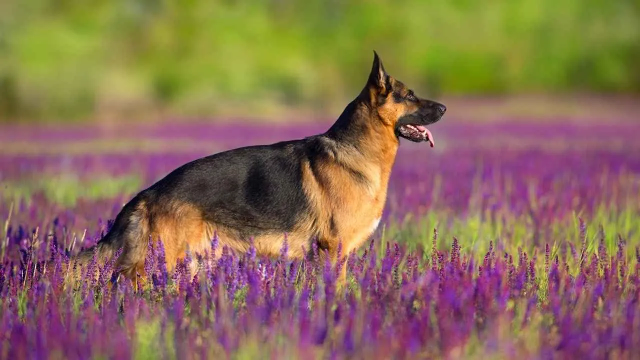 German Shepherd