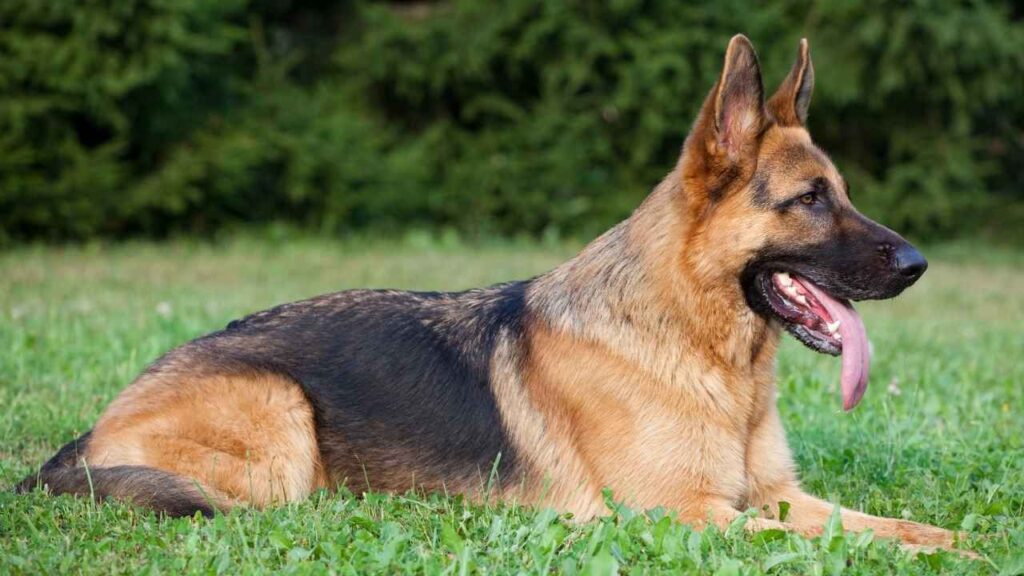 german shepherd