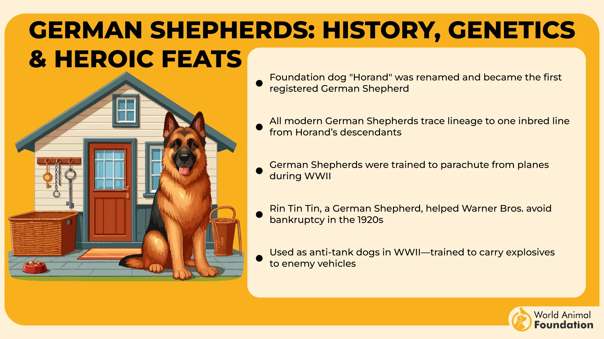 German Shepherds History, Genetics & Heroic Feats-01