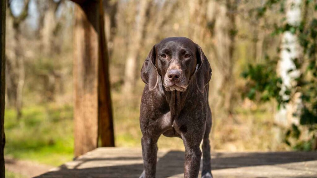 german shorthaired pointer