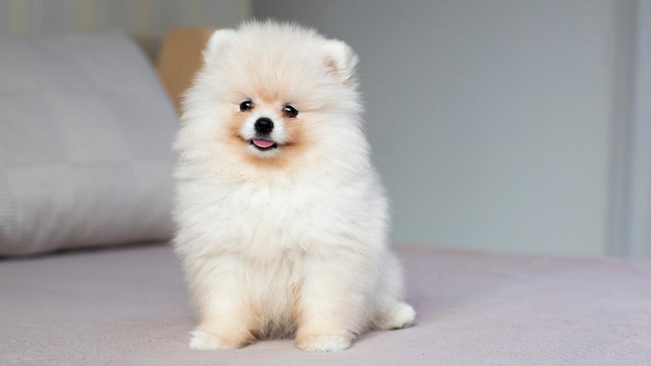 German Spitz