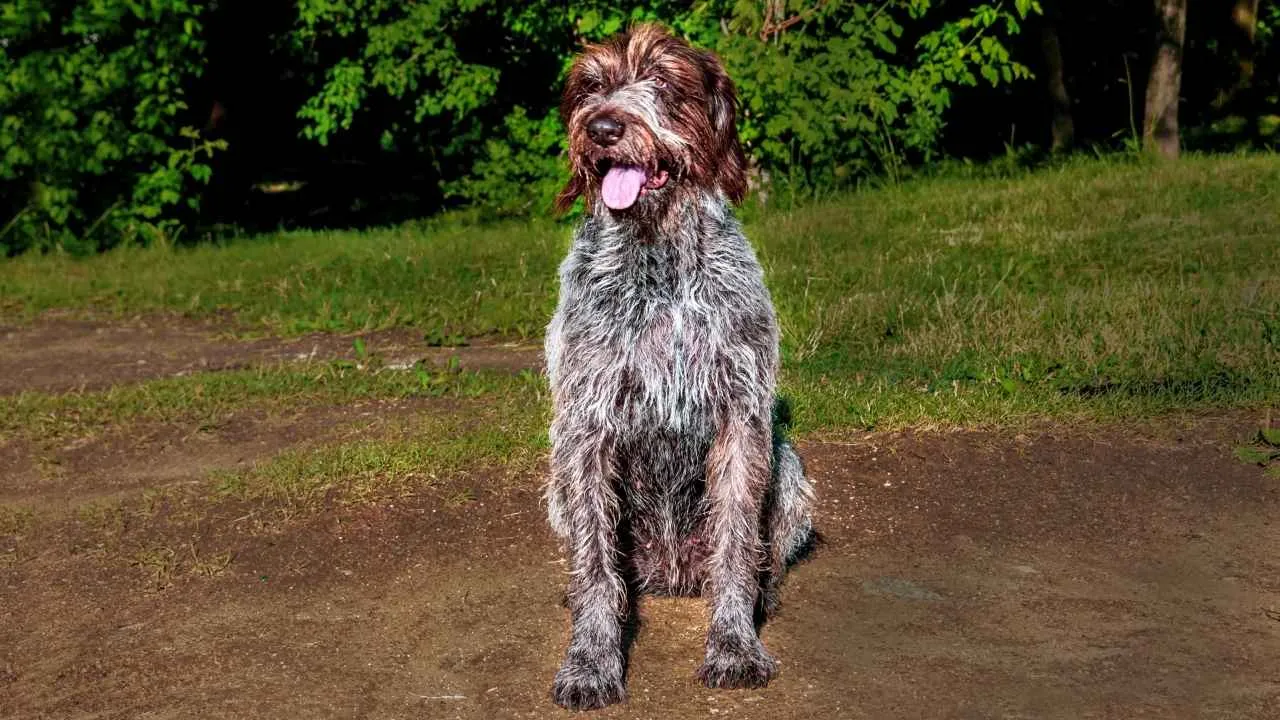 German Wire-haired Pointer