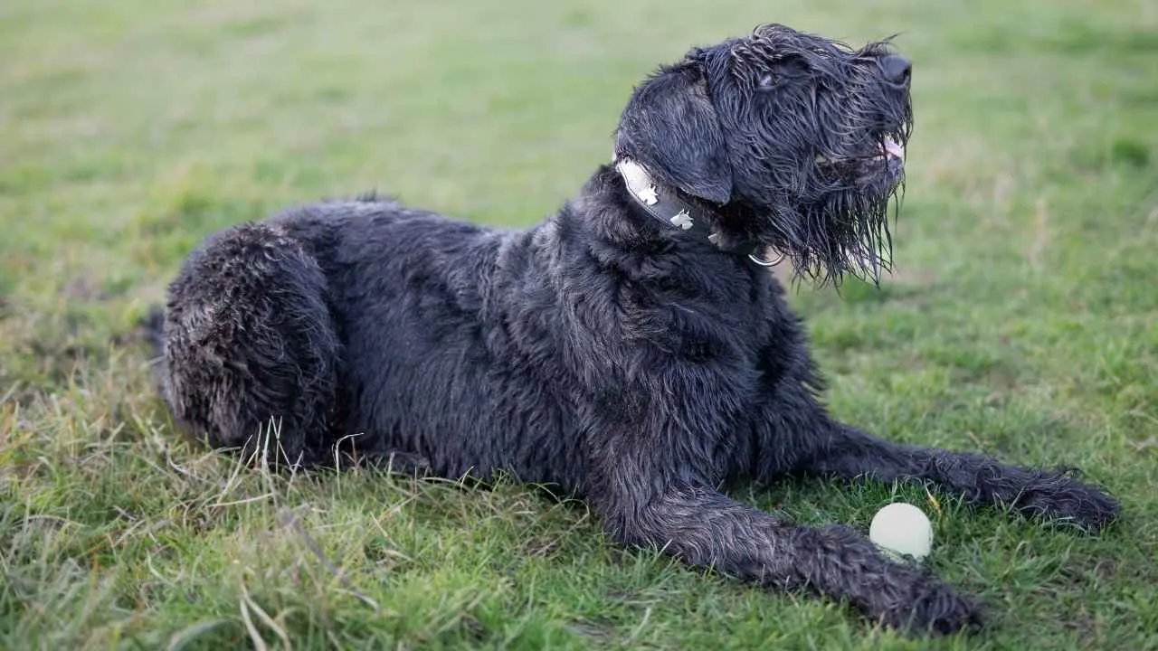 Giant Schnauzer