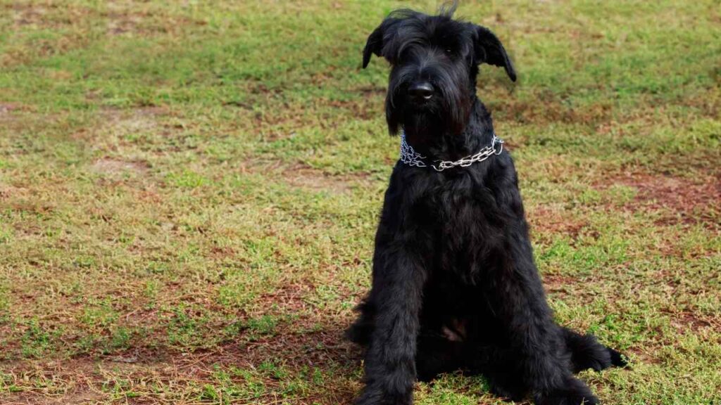 Giant-Schnauzer-14-1