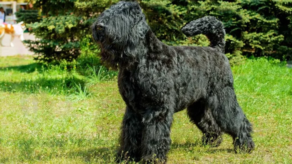 giant schnauzer