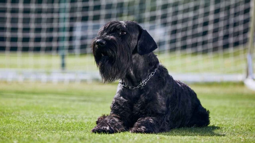7 Black Guard Dog Breeds for Your Home and Family Security