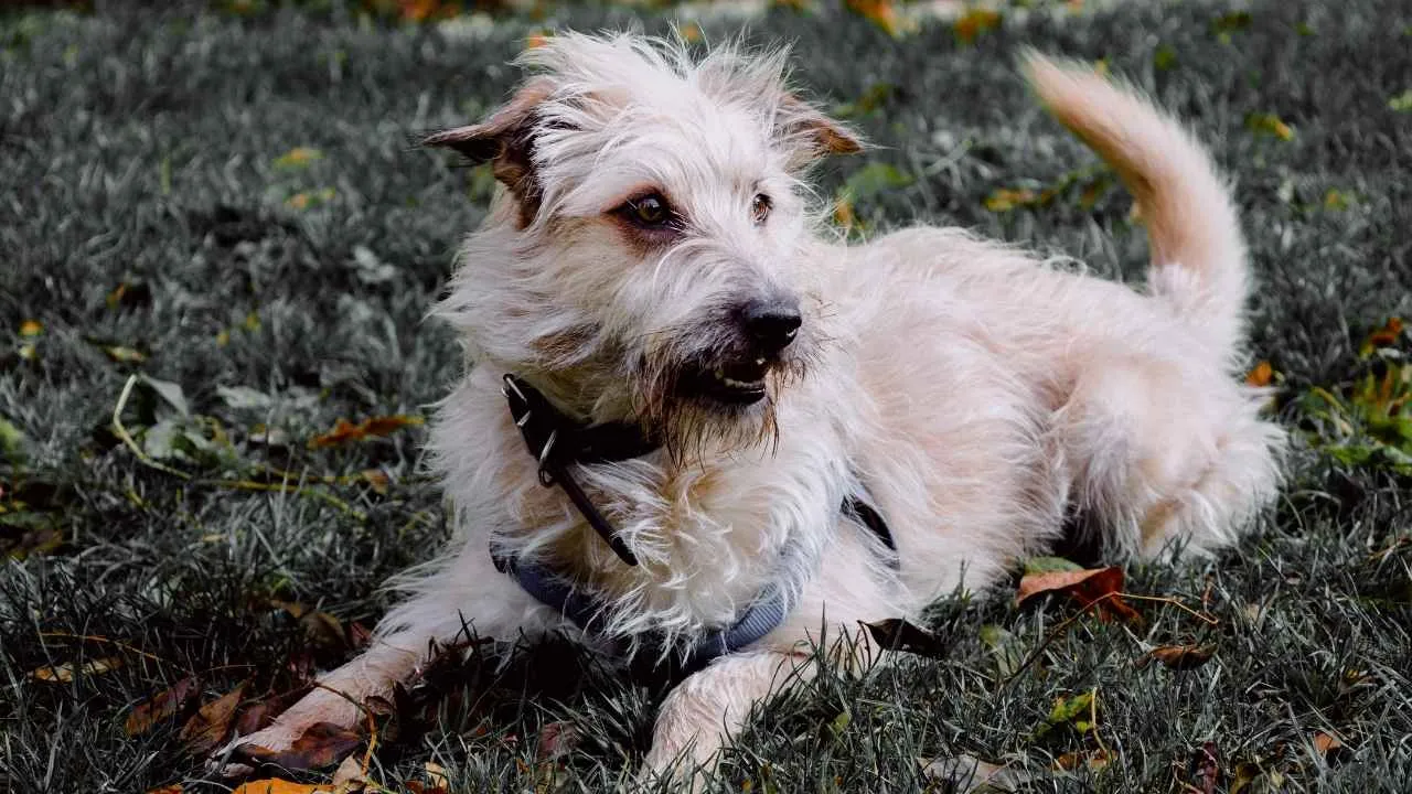 Glen of Imaal Terrier