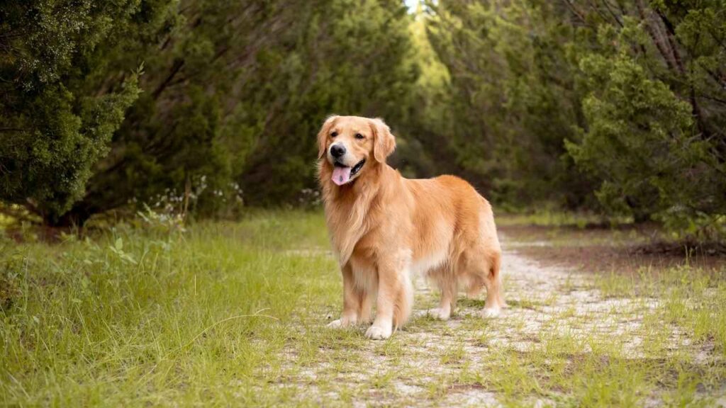 golden retriever
