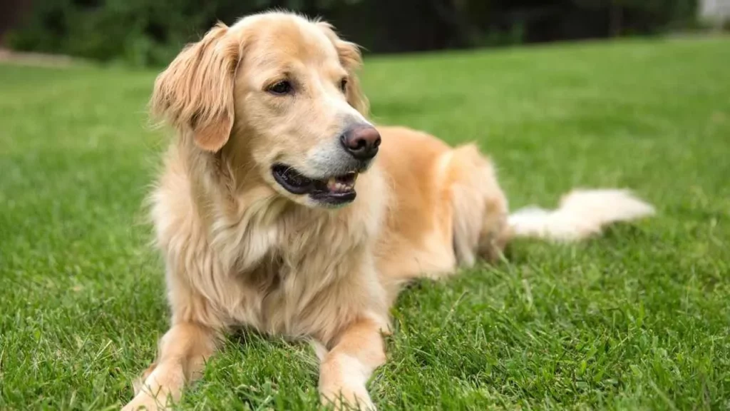 Golden-Retriever-36 golden re