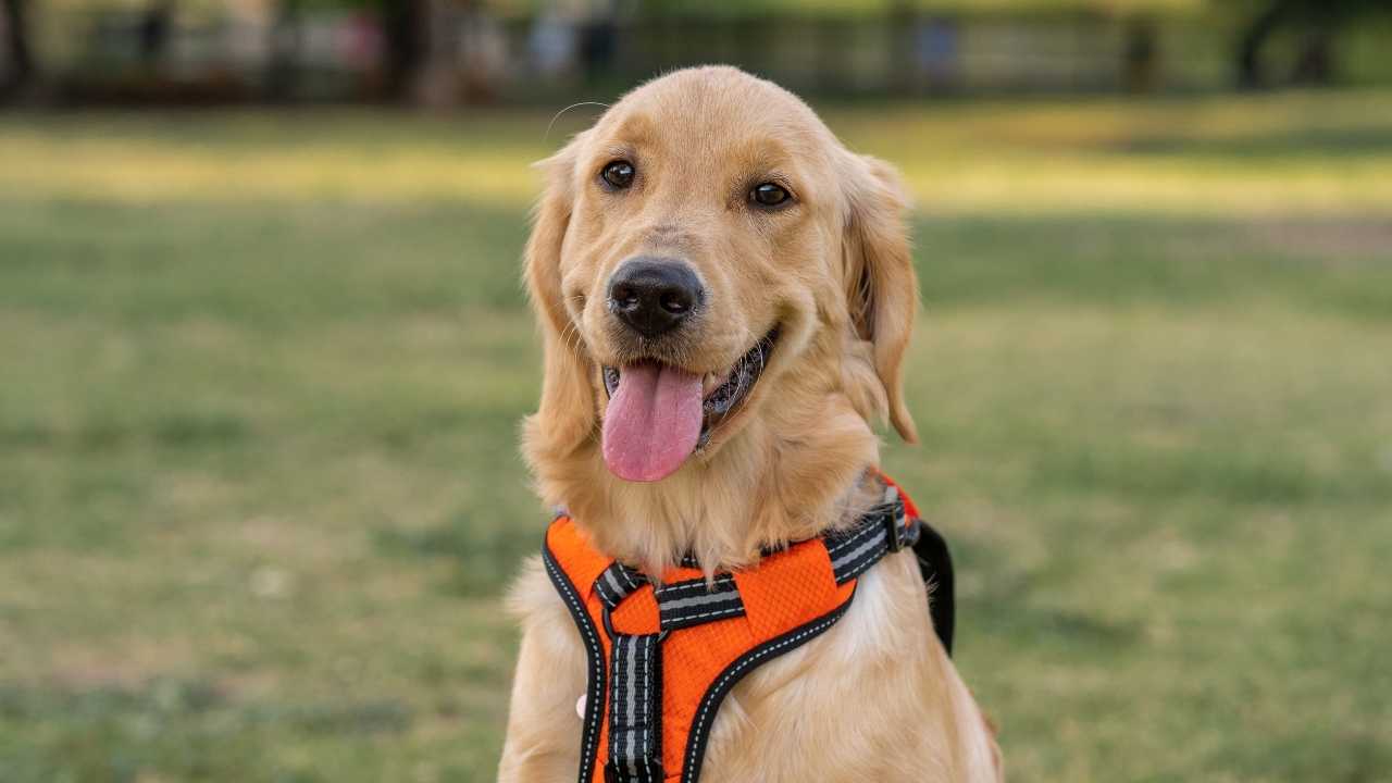Golden Retriever